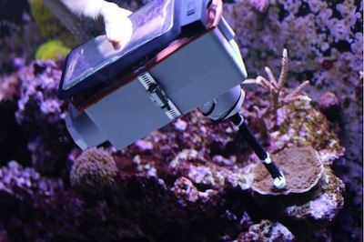 CoralspeQ prototype Coralspeq