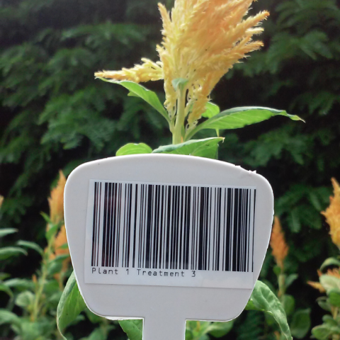 Special features barcode